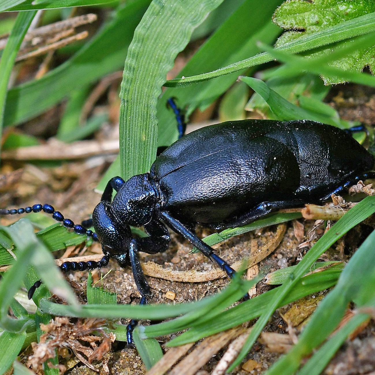 black-oil-beetle-suffolk-biodiversity-information-service